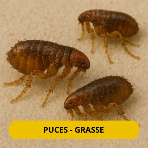 traiement des puces grasse